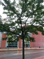 Gleditsia triacanthos inermis