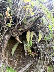 Elaphoglossum paleaceum