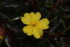 Hibbertia acerosa