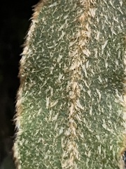 Elaphoglossum paleaceum
