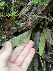Elaphoglossum paleaceum