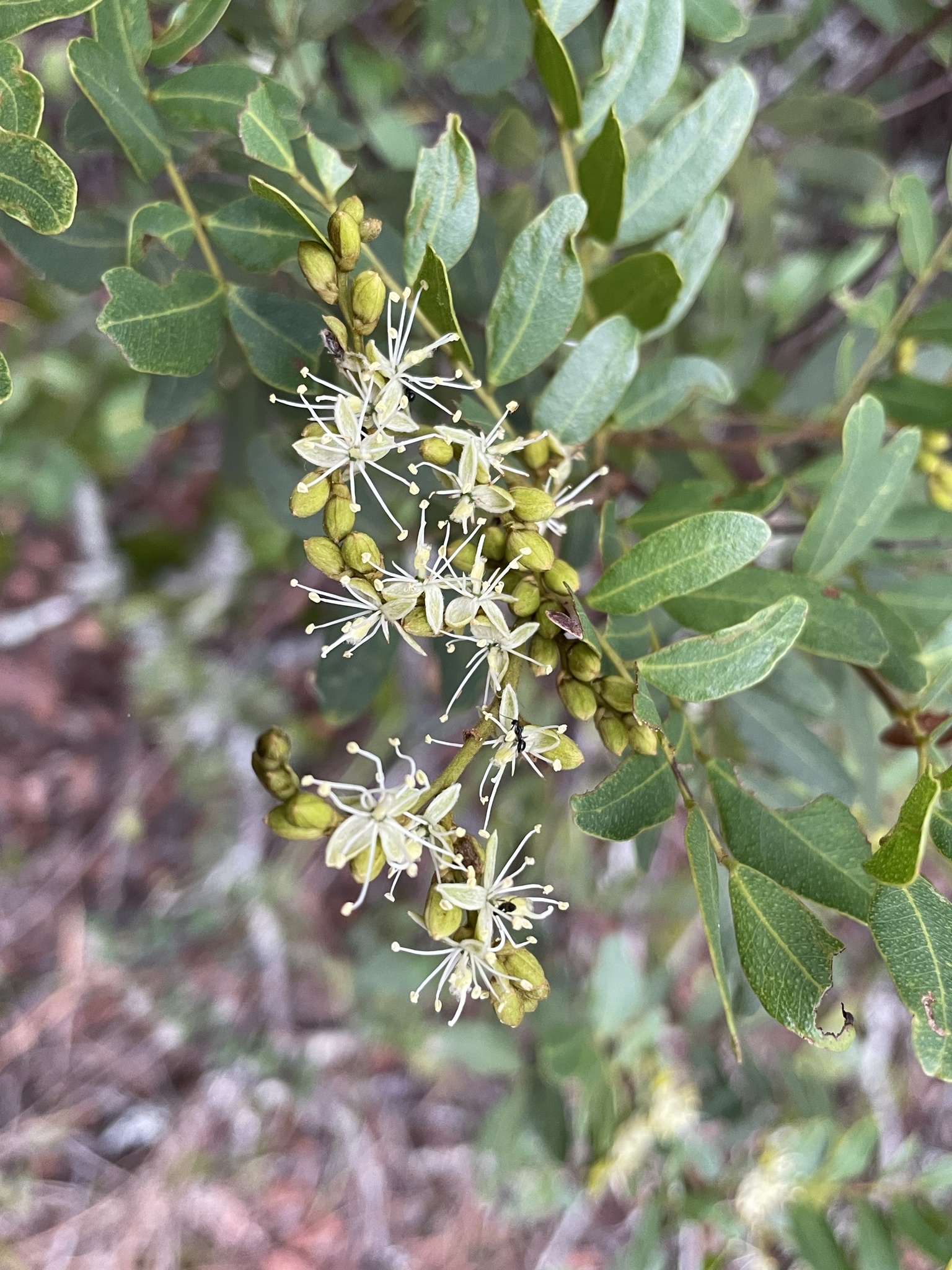 Copaifera baumiana