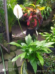 Spathiphyllum