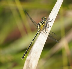 Austrogomphus ochraceus