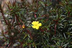 Hibbertia acerosa