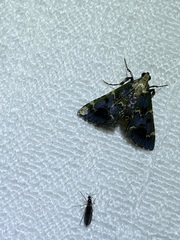 Arescoptera haplocala