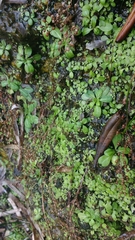 Callitriche stagnalis