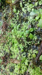 Callitriche stagnalis