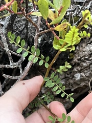 Sophora chrysophylla