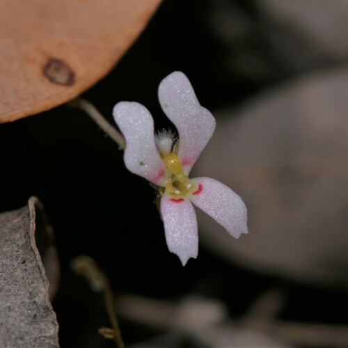 Stylidium androsaceum (Stylidium androsaceum)