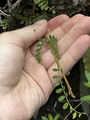 Sophora chrysophylla