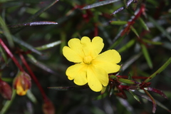 Hibbertia acerosa