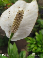 Spathiphyllum