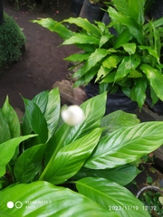 Spathiphyllum