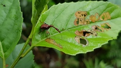 Paratrachelophorus nodicornis