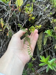 Sophora chrysophylla