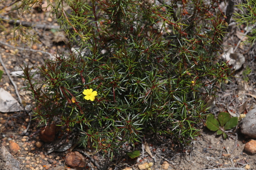 Image of Hibbertia acerosa by (c) Hugo Innes, some rights reserved (CC BY)