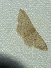 Idaea philocosma