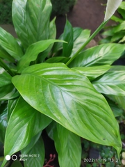 Spathiphyllum