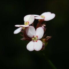 Stylidium scariosum