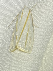 Cryptophasa flavolineata