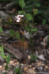 Stylidium scariosum