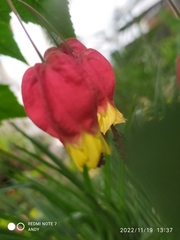 Callianthe megapotamica
