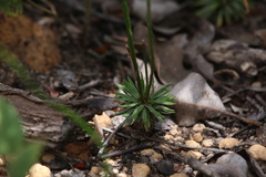 Stylidium scariosum