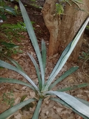 Agave sisalana