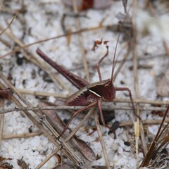 Tettigoniinae