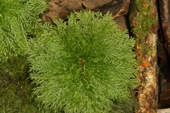 Dendrohypopterygium filiculiforme