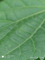 Callianthe megapotamica