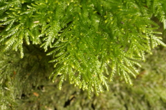 Dendrohypopterygium filiculiforme