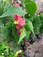 Callianthe megapotamica