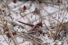 Tettigoniinae