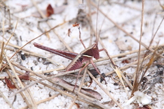 Tettigoniinae