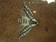 Endoxyla decoratus