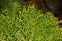 Dendrohypopterygium filiculiforme
