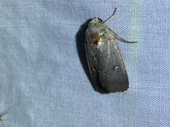 Proteuxoa hypochalchis