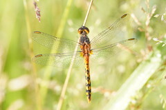 Diplacodes melanopsis
