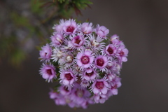 Verticordia plumosa
