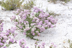 Verticordia plumosa