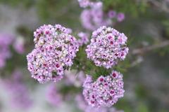 Verticordia plumosa
