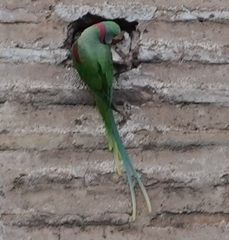 Psittacula eupatria