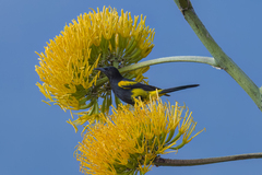 Icterus dominicensis