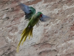 Psittacula eupatria