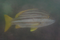 Lutjanus carponotatus