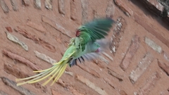 Psittacula eupatria