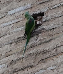 Psittacula eupatria