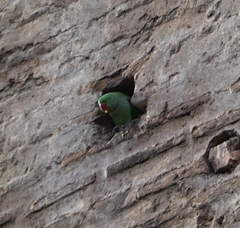 Psittacula eupatria